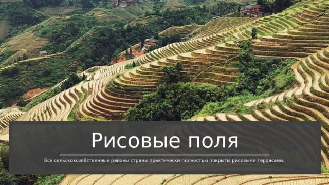 Рисовые поля Все сельскохозяйственные районы страны практически полностью покрыты рисовыми террасами. 