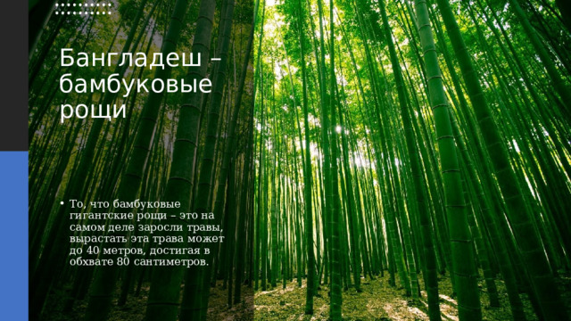 Бангладеш – бамбуковые рощи То, что бамбуковые гигантские рощи – это на самом деле заросли травы, вырастать эта трава может до 40 метров, достигая в обхвате 80 сантиметров. 