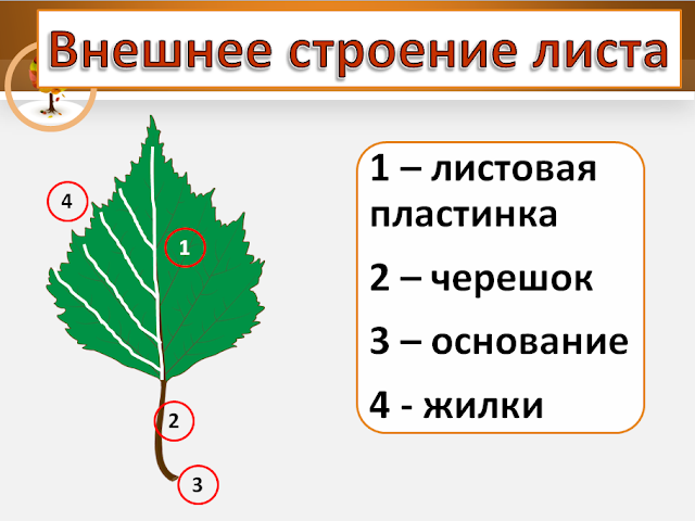 Внешнее строение листа рисунок