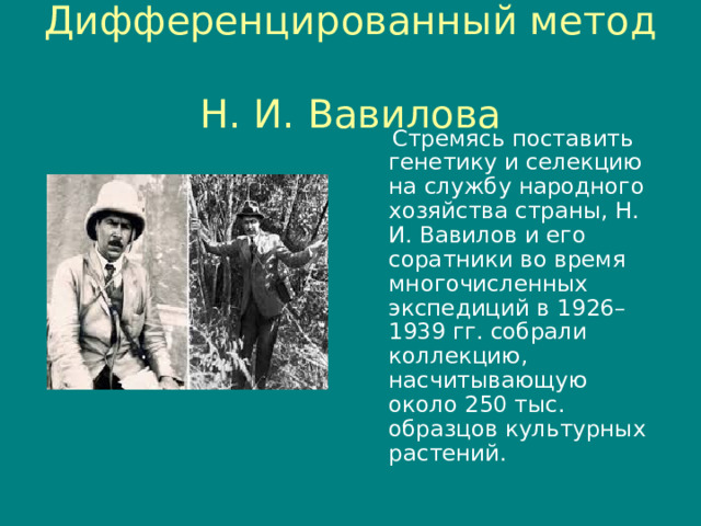 Дифференцированный метод  Н. И. Вавилова  Стремясь поставить генетику и селекцию на службу народного хозяйства страны, Н. И. Вавилов и его соратники во время многочисленных экспедиций в 1926– 1939 гг. собрали коллекцию, насчитывающую около 250 тыс. образцов культурных растений. 