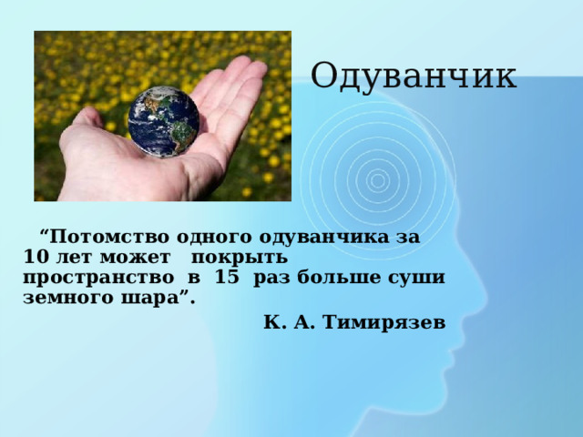 Одуванчик “ Потомство одного одуванчика за 10 лет может покрыть пространство в 15 раз больше суши земного шара”.  К. А. Тимирязев 
