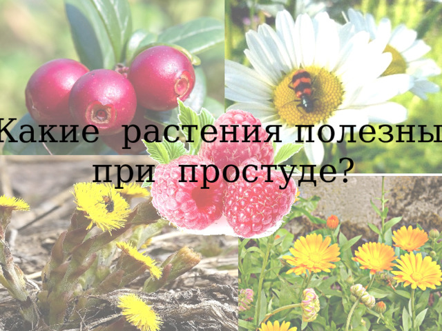 Какие растения полезны  при простуде? 