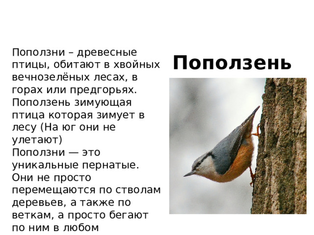 Зимующие птицы Костромской области