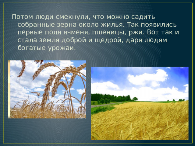 Потом люди смекнули, что можно садить собранные зерна около жилья. Так появились первые поля ячменя, пшеницы, ржи. Вот так и стала земля доброй и щедрой, даря людям богатые урожаи. 