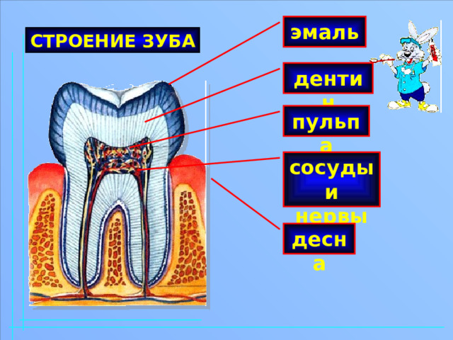 Проект по кариесу