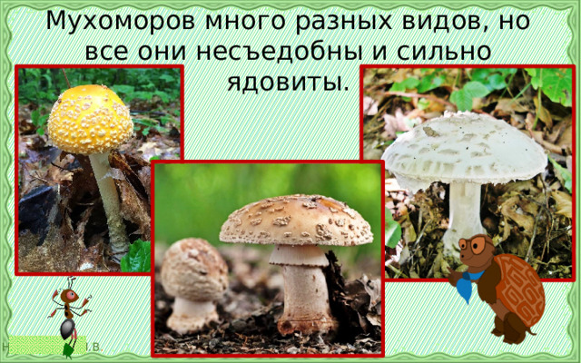 Мухоморов много разных видов, но все они несъедобны и сильно ядовиты. 