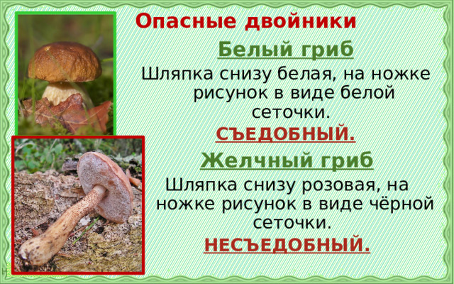 Опасные двойники Белый гриб Шляпка снизу белая, на ножке рисунок в виде белой сеточки. СЪЕДОБНЫЙ.  Желчный гриб Шляпка снизу розовая, на ножке рисунок в виде чёрной сеточки. НЕСЪЕДОБНЫЙ.  