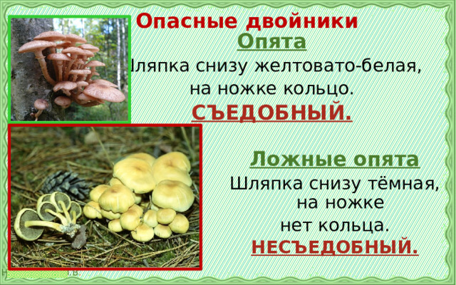 Опасные двойники Опята Шляпка снизу желтовато-белая, на ножке кольцо. СЪЕДОБНЫЙ.  Ложные опята Шляпка снизу тёмная, на ножке нет кольца. НЕСЪЕДОБНЫЙ.  