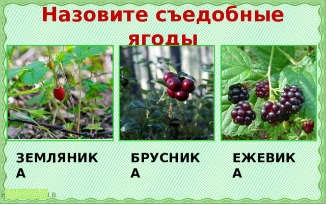 Назовите съедобные ягоды ЗЕМЛЯНИКА БРУСНИКА ЕЖЕВИКА 