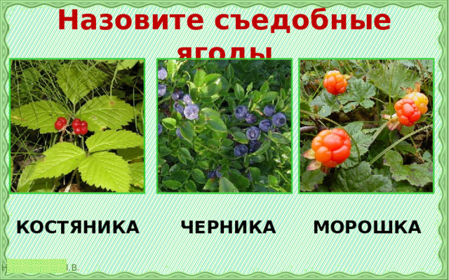 Назовите съедобные ягоды КОСТЯНИКА ЧЕРНИКА МОРОШКА 
