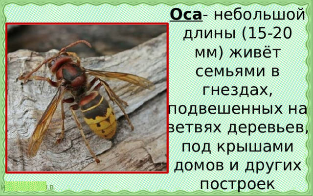 Оса - небольшой длины (15-20 мм) живёт семьями в гнездах, подвешенных на ветвях деревьев, под крышами домов и других построек 