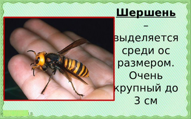 Шершень – выделяется среди ос размером. Очень крупный до 3 см 