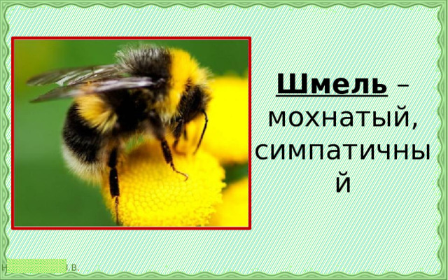 Шмель – мохнатый, симпатичный 