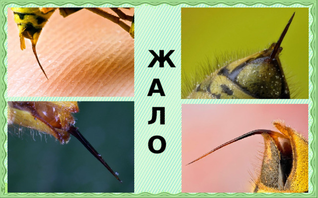 Ж А Л О 
