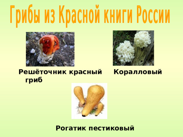 Решёточник красный Коралловый гриб      Рогатик пестиковый 