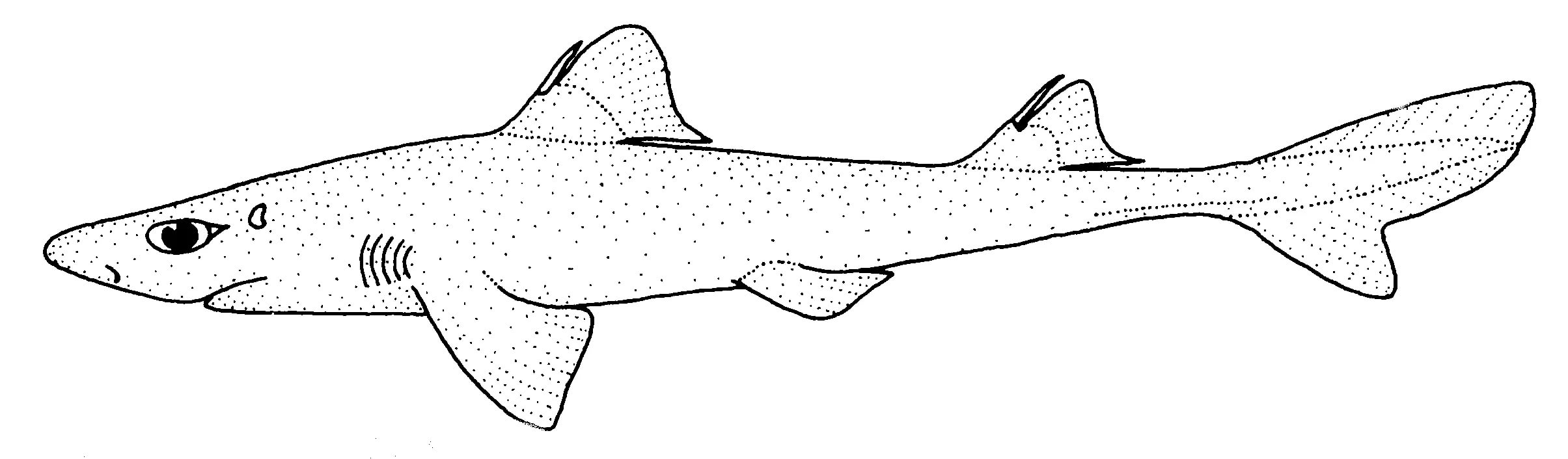 Акула Катран рисунок