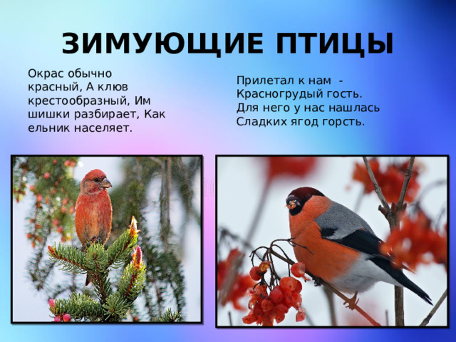 Зимующие птицы Окрас обычно красный, А клюв крестообразный, Им шишки разбирает, Как ельник населяет. Прилетал к нам -  Красногрудый гость.  Для него у нас нашлась  Сладких ягод горсть. 