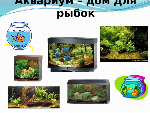 Аквариум – дом для рыбок 