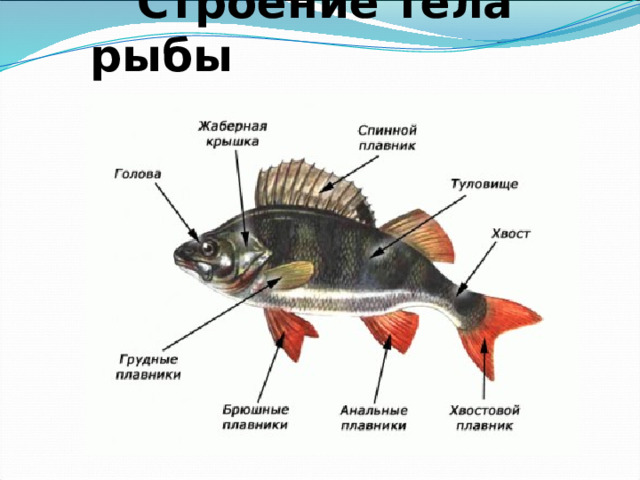  Строение тела рыбы 