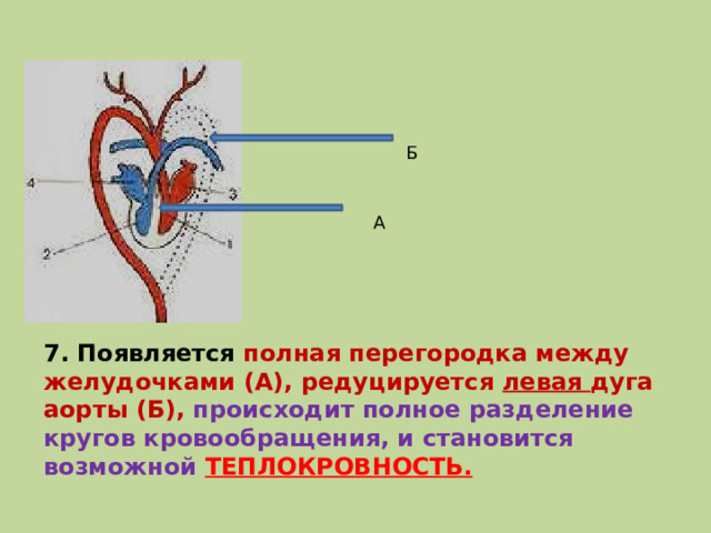 Б А 7. Появляется полная перегородка между желудочками (А), редуцируется левая дуга аорты (Б), происходит полное разделение кругов кровообращения, и становится возможной ТЕПЛОКРОВНОСТЬ.  