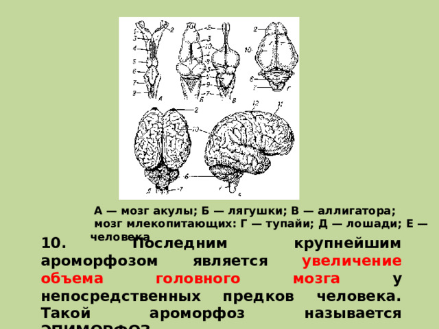  А — мозг акулы; Б — лягушки; В — аллигатора;  мозг млекопитающих: Г — тупайи; Д — лошади; Е — человека 10. Последним крупнейшим ароморфозом является увеличение объема головного мозга у непосредственных предков человека. Такой ароморфоз называется ЭПИМОРФОЗ. 