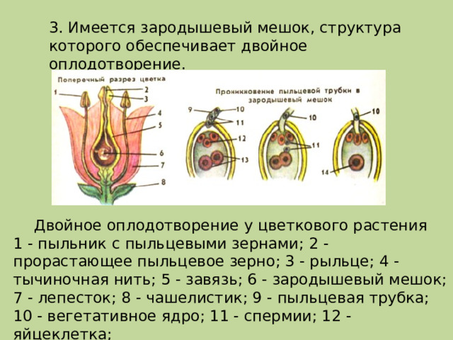 3. Имеется зародышевый мешок, структура которого обеспечивает двойное оплодотворение. Двойное оплодотворение у цветкового растения 1 - пыльник с пыльцевыми зернами; 2 - прорастающее пыльцевое зерно; 3 - рыльце; 4 - тычиночная нить; 5 - завязь; 6 - зародышевый мешок; 7 - лепесток; 8 - чашелистик; 9 - пыльцевая трубка; 10 - вегетативное ядро; 11 - спермии; 12 - яйцеклетка; 13 - центральные клетки; 14 - зачаток эндосперма 