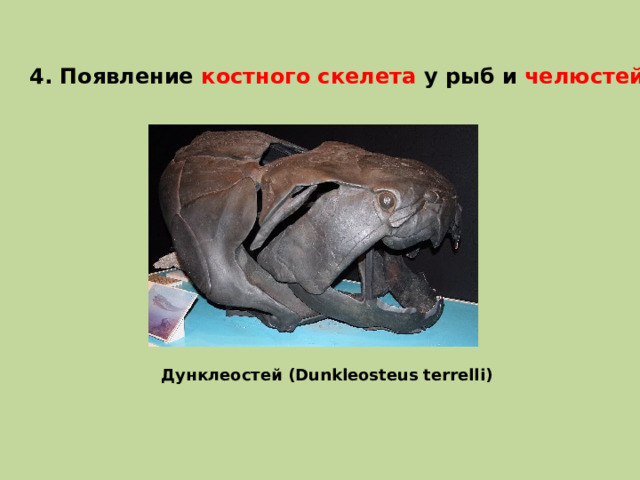 4. Появление костного скелета у рыб и челюстей . Дунклеостей (Dunkleosteus terrelli) 