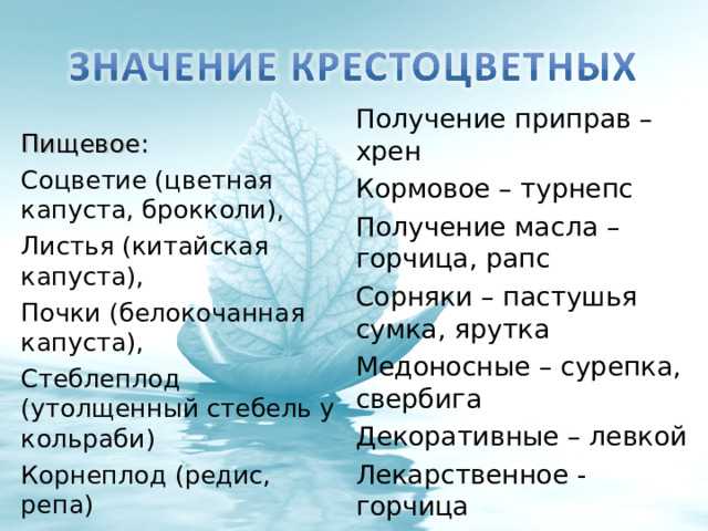 Получение приправ – хрен Кормовое – турнепс Получение масла – горчица, рапс Сорняки – пастушья сумка, ярутка Медоносные – сурепка, свербига Декоративные – левкой Лекарственное - горчица Пищевое: Соцветие (цветная капуста, брокколи), Листья (китайская капуста), Почки (белокочанная капуста), Стеблеплод (утолщенный стебель у кольраби) Корнеплод (редис, репа) 