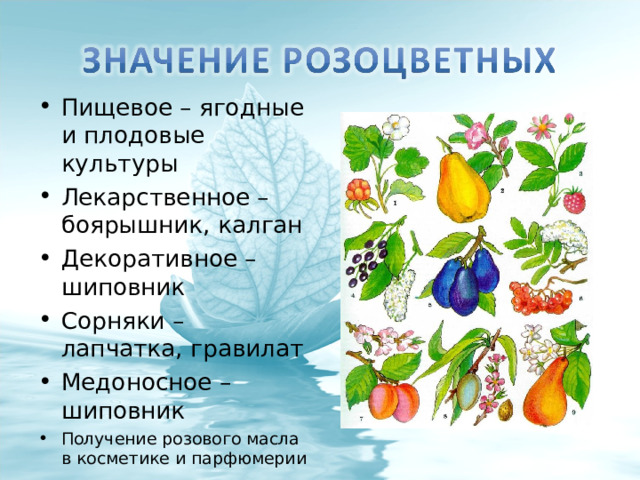 Пищевое – ягодные и плодовые культуры Лекарственное – боярышник, калган Декоративное – шиповник Сорняки – лапчатка, гравилат Медоносное – шиповник Получение розового масла в косметике и парфюмерии 