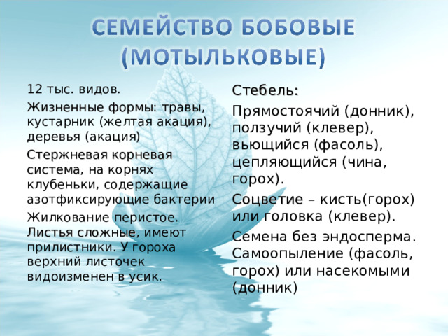 12 тыс. видов. Жизненные формы: травы, кустарник (желтая акация), деревья (акация) Стержневая корневая система , на корнях клубеньки, содержащие азотфиксирующие бактерии Жилкование перистое. Листья сложные , имеют прилистники. У гороха верхний листочек видоизменен в усик. Стебель: Прямостоячий (донник), ползучий (клевер), вьющийся (фасоль), цепляющийся (чина, горох). Соцветие – кисть(горох) или головка (клевер). Семена без эндосперма. Самоопыление (фасоль, горох) или насекомыми (донник) 