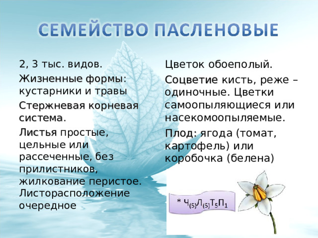 2, 3 тыс. видов. Жизненные формы : кустарники и травы Стержневая корневая система . Листья простые, цельные или рассеченные, без прилистников, жилкование перистое. Листорасположение очередное Цветок обоеполый. Соцветие кисть, реже – одиночные. Цветки самоопыляющиеся или насекомоопыляемые. Плод: ягода (томат, картофель) или коробочка (белена) 