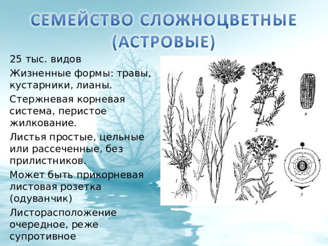 25 тыс. видов Жизненные формы: травы, кустарники, лианы. Стержневая корневая система, перистое жилкование. Листья простые, цельные или рассеченные, без прилистников. Может быть прикорневая листовая розетка (одуванчик) Листорасположение очередное, реже супротивное 