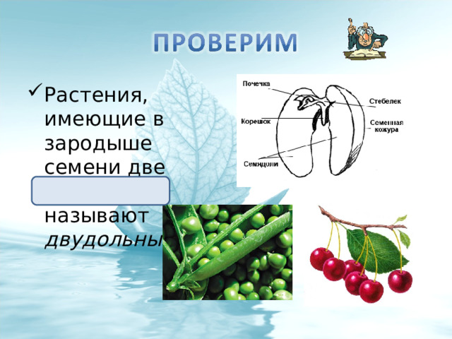 Растения, имеющие в зародыше семени две семядоли, называют двудольными.  