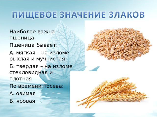 Наиболее важна – пшеница. Пшеница бывает: А. мягкая – на изломе рыхлая и мучнистая Б. твердая – на изломе стекловидная и плотная По времени посева: А. озимая Б. яровая 