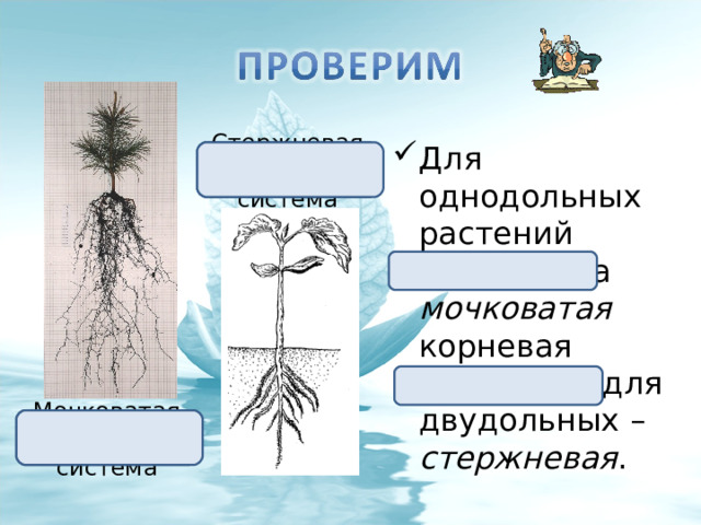 Для однодольных растений характерна мочковатая корневая система, а для двудольных – стержневая . Стержневая корневая система Мочковатая корневая система 