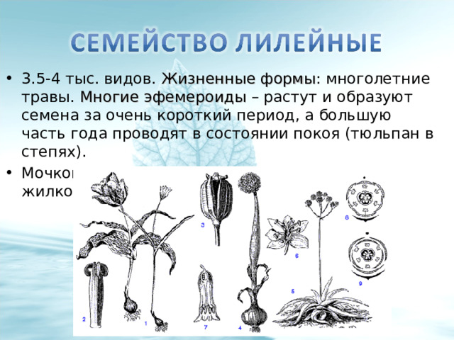 3.5-4 тыс. видов. Жизненные формы : многолетние травы. Многие эфемероиды – растут и образуют семена за очень короткий период, а большую часть года проводят в состоянии покоя (тюльпан в степях). Мочковатая корневая система, дуговое жилкование. 