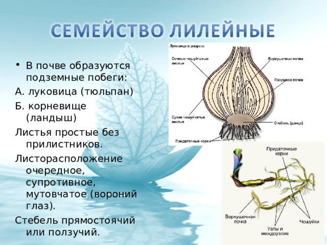 В почве образуются подземные побеги: А. луковица (тюльпан) Б. корневище (ландыш) Листья простые без прилистников. Листорасположение очередное, супротивное, мутовчатое (вороний глаз). Стебель прямостоячий или ползучий. 