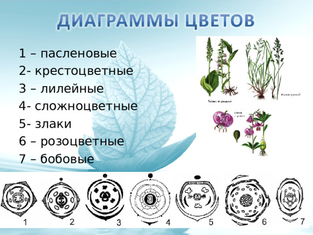 1 – пасленовые 2- крестоцветные 3 – лилейные 4- сложноцветные 5- злаки 6 – розоцветные 7 – бобовые 