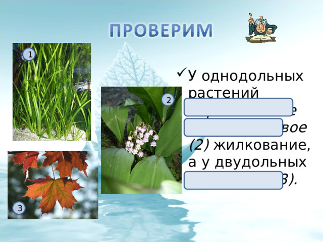 1 У однодольных растений параллельное (1) или дуговое (2) жилкование, а у двудольных – сетчатое (3). 2 3 