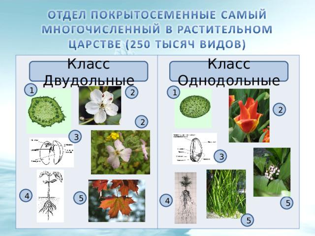 Класс Однодольные Класс Двудольные 1 1 2 2 2 3 3 4 5 4 5 5 