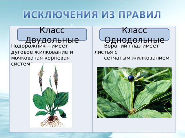    Подорожник – имеет дуговое жилкование и мочковатая корневая система.     Вороний глаз имеет листья с  сетчатым жилкованием. Класс Двудольные Класс Однодольные 