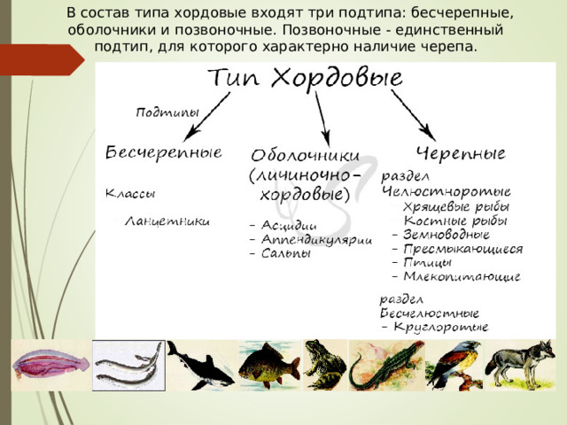 В состав типа хордовые входят три подтипа: бесчерепные, оболочники и позвоночные. Позвоночные - единственный подтип, для которого характерно наличие черепа. 