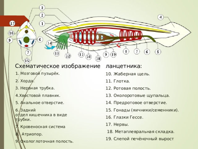 Схематическое изображение   ланцетника: 1. Мозговой пузырёк. 2. Хорда. 3. Нервная трубка. 4.Хвостовой плавник. 5. Анальное отверстие. 6. Задний отдел кишечника в виде трубки. 7. Кровеносная система 8. Атриопор. 9. Окологлоточная полость. 10. Жаберная щель. 11. Глотка. 12. Ротовая полость. 13. Околоротовые щупальца. 14. Предротовое отверстие. 15. Гонады (яичники/семенники). 16. Глазки Гессе. 17. Нервы.  18. Метаплевральная складка. 19. Слепой печёночный вырост 