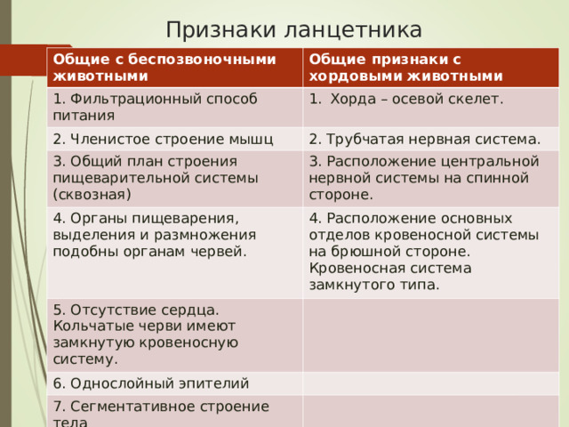 Признаки ланцетника Общие с беспозвоночными животными Общие признаки с хордовыми животными 1. Фильтрационный способ питания Хорда – осевой скелет. 2. Членистое строение мышц 2. Трубчатая нервная система. 3. Общий план строения пищеварительной системы (сквозная) 3. Расположение центральной нервной системы на спинной стороне. 4. Органы пищеварения, выделения и размножения подобны органам червей. 4. Расположение основных отделов кровеносной системы на брюшной стороне. Кровеносная система замкнутого типа. 5. Отсутствие сердца. Кольчатые черви имеют замкнутую кровеносную систему. 6. Однослойный эпителий 7. Сегментативное строение тела 