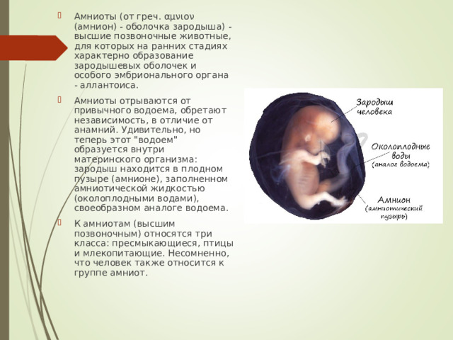 Амниоты (от греч. αμνιον (амнион) - оболочка зародыша) - высшие позвоночные животные, для которых на ранних стадиях характерно образование зародышевых оболочек и особого эмбрионального органа - аллантоиса. Амниоты отрываются от привычного водоема, обретают независимость, в отличие от анамний. Удивительно, но теперь этот 