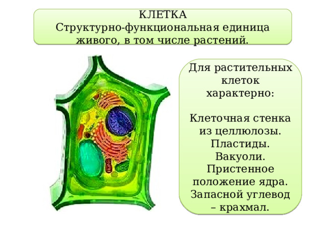 КЛЕТКА Структурно-функциональная единица живого, в том числе растений. Для растительных клеток характерно: Клеточная стенка из целлюлозы. Пластиды. Вакуоли. Пристенное положение ядра. Запасной углевод – крахмал. 