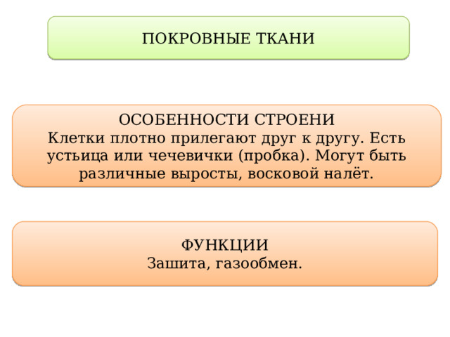 ПОКРОВНЫЕ ТКАНИ ОСОБЕННОСТИ СТРОЕНИ Клетки плотно прилегают друг к другу. Есть устьица или чечевички (пробка). Могут быть различные выросты, восковой налёт. ФУНКЦИИ Зашита, газообмен. 