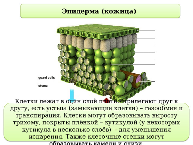 Эпидерма (кожица) Клетки лежат в один слой плотно прилегают друг к другу, есть устьца (замыкающие клетки) – газообмен и транспирация. Клетки могут образовывать выросту трихому, покрыты плёнкой – кутикулой (у некоторых кутикула в несколько слоёв) - для уменьшения испарения. Также клеточные стенки могут образовывать камеди и слизи. 