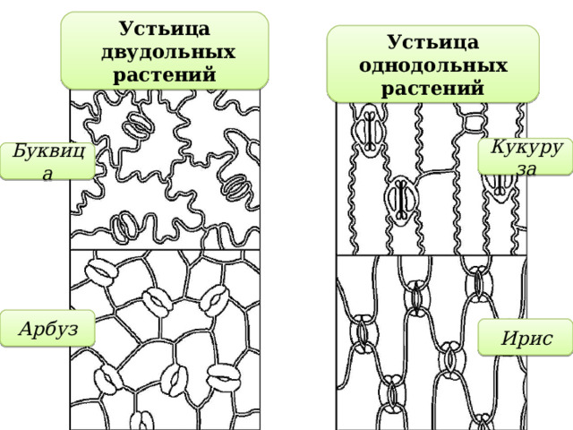 Устьица  двудольных растений Устьица однодольных растений Кукуруза Буквица Арбуз Ирис 