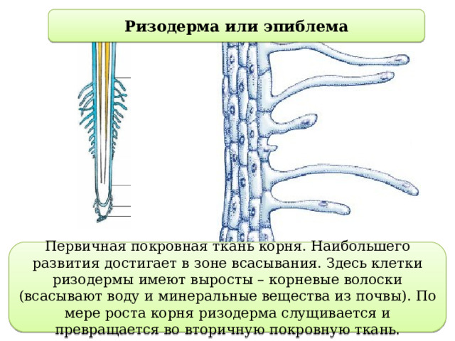 Ризодерма или эпиблема Первичная покровная ткань корня. Наибольшего развития достигает в зоне всасывания. Здесь клетки ризодермы имеют выросты – корневые волоски (всасывают воду и минеральные вещества из почвы). По мере роста корня ризодерма слущивается и превращается во вторичную покровную ткань. 